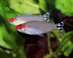 Rummy-nose Tetras 3.5CM