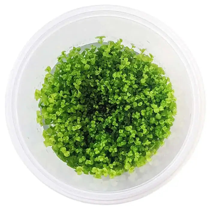 Live Plant Micranthemum Umbrosum 'Takashi Carpet' Tissue Culture