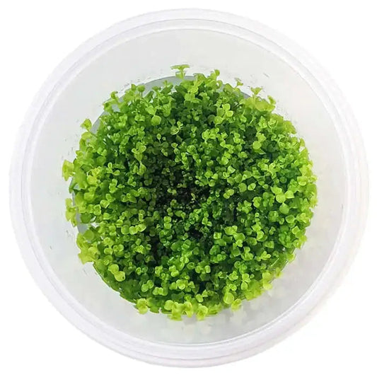 Live Plant Micranthemum Umbrosum 'Takashi Carpet' Tissue Culture