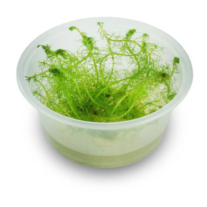 Live Plant Myriophyllum simulans ‘Milfoil’ Tissue Culture