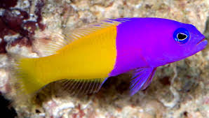 Royal Dottyback 4cm