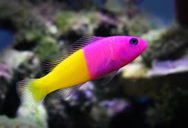 Royal Dottyback 4cm