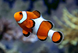 Ocellaris Clownfish 4cm