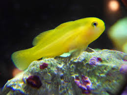 Yellow Coral Goby 3cm