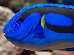 Blue Tang 5cm