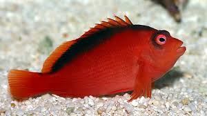 Flame Hawkfish 5cm