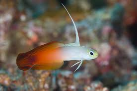 Fire Goby 6cm